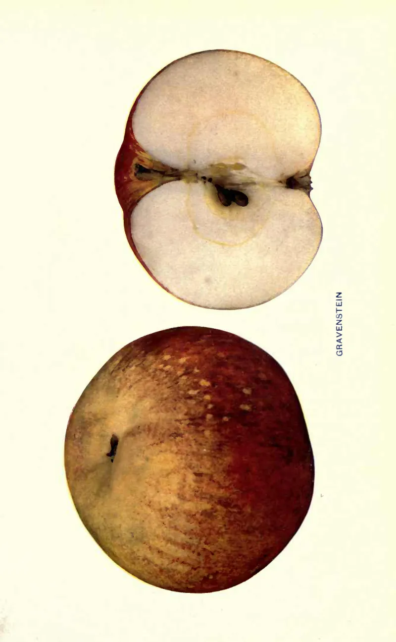 Illustration from Beach, The Apples of New York Vol. 2 (1905)