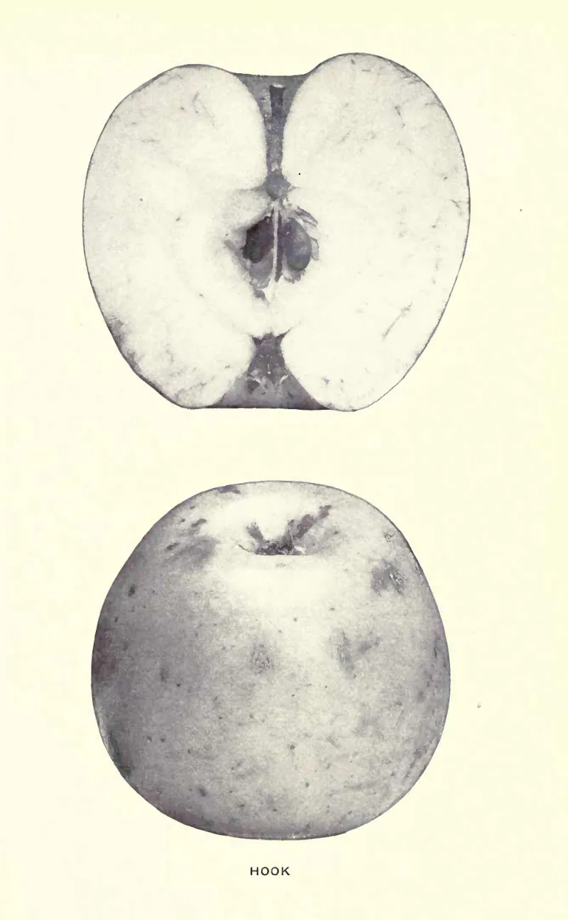 Illustration of Hook