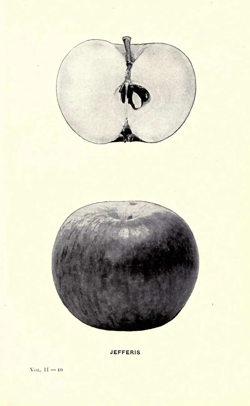 Illustration from Beach, The Apples of New York Vol. 2 (1905)