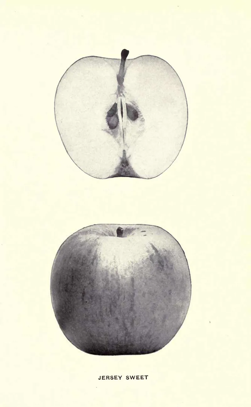 Illustration from Beach, The Apples of New York Vol. 2 (1905)