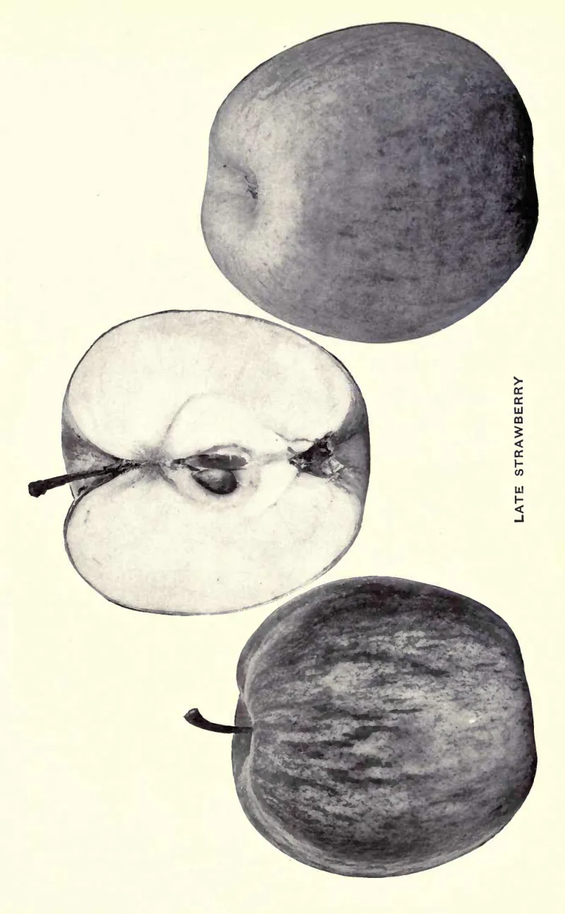 Illustration of Late Strawberry