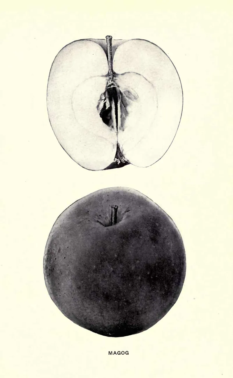 Illustration of Magog