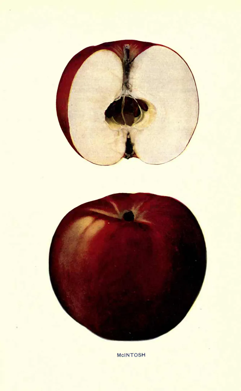 Illustration from Beach, The Apples of New York Vol. 2 (1905)