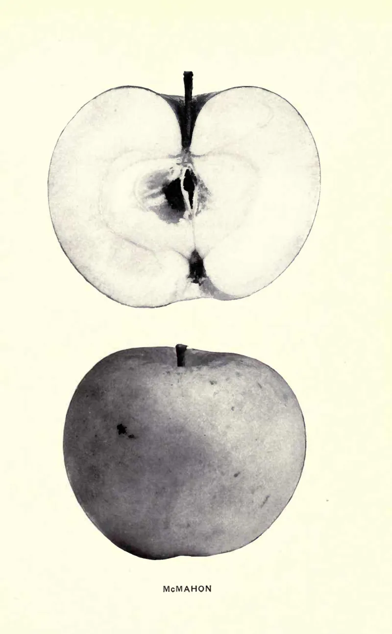 Illustration of McMAHON