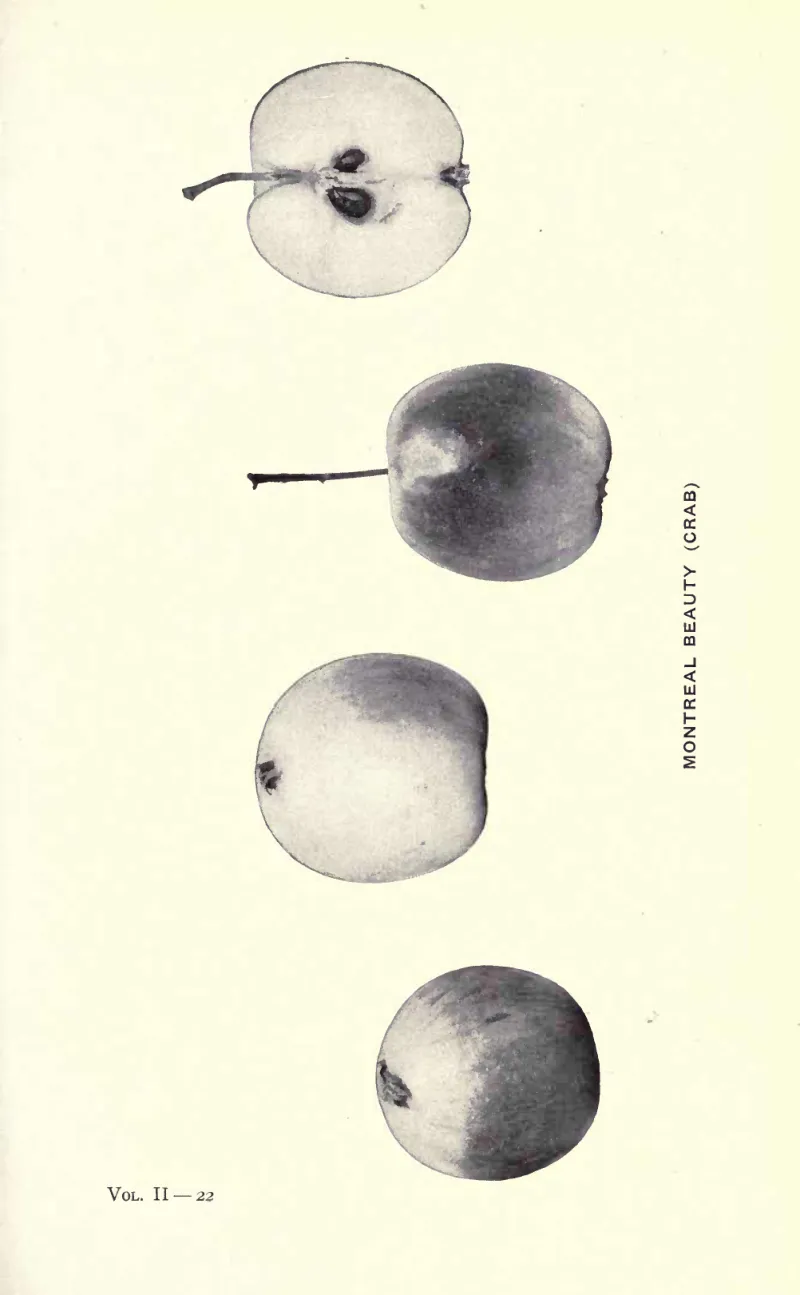 Illustration of Montreal Beauty