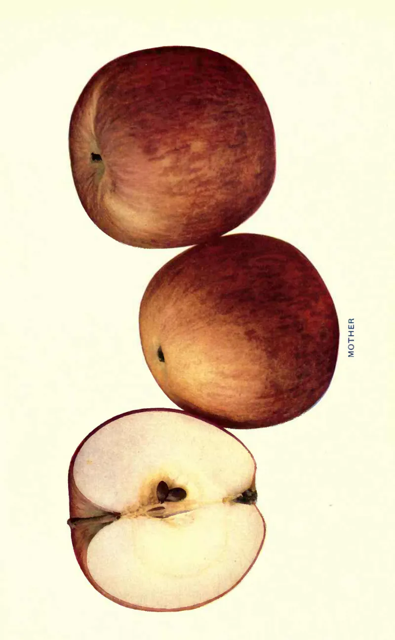 Illustration from Beach, The Apples of New York Vol. 2 (1905)