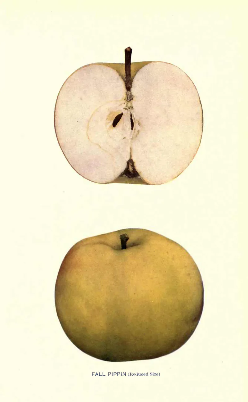 Illustration from Beach, The Apples of New York Vol. 2 (1905)