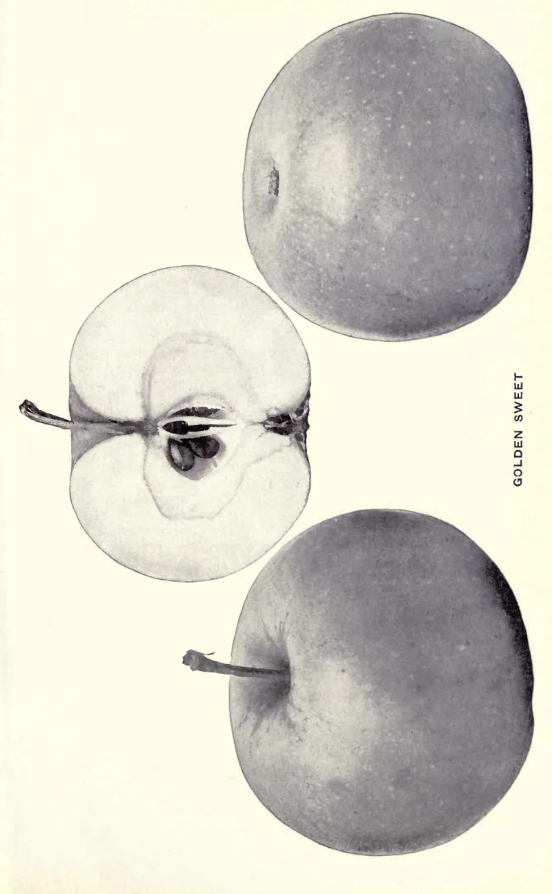 Illustration from Beach, The Apples of New York Vol. 2 (1905)