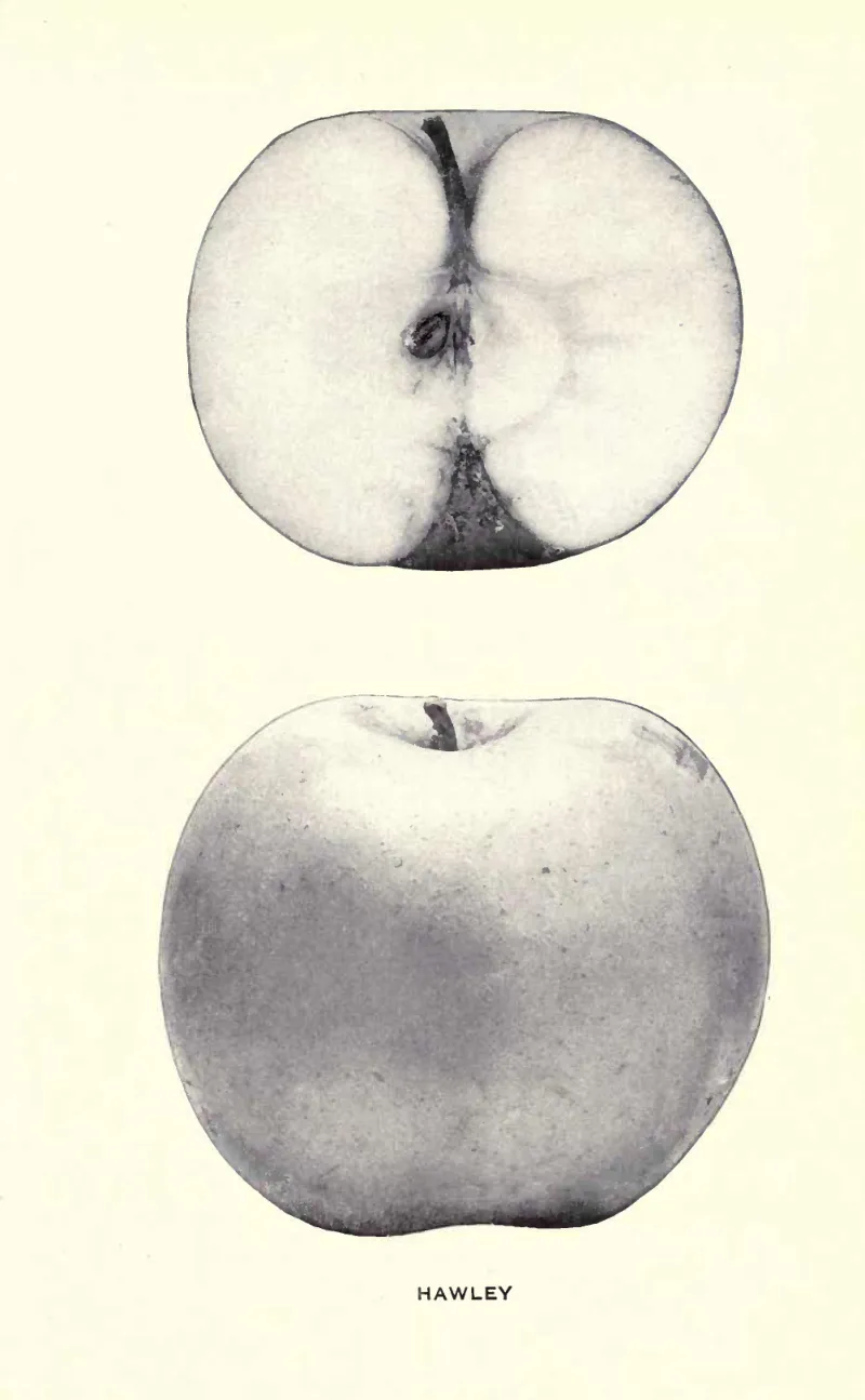 Illustration from Beach, The Apples of New York Vol. 2 (1905)