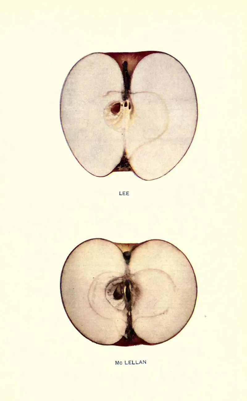 Illustration from Beach, The Apples of New York Vol. 2 (1905)