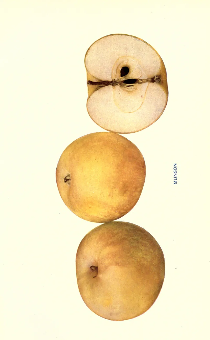 Illustration from Beach, The Apples of New York Vol. 2 (1905)