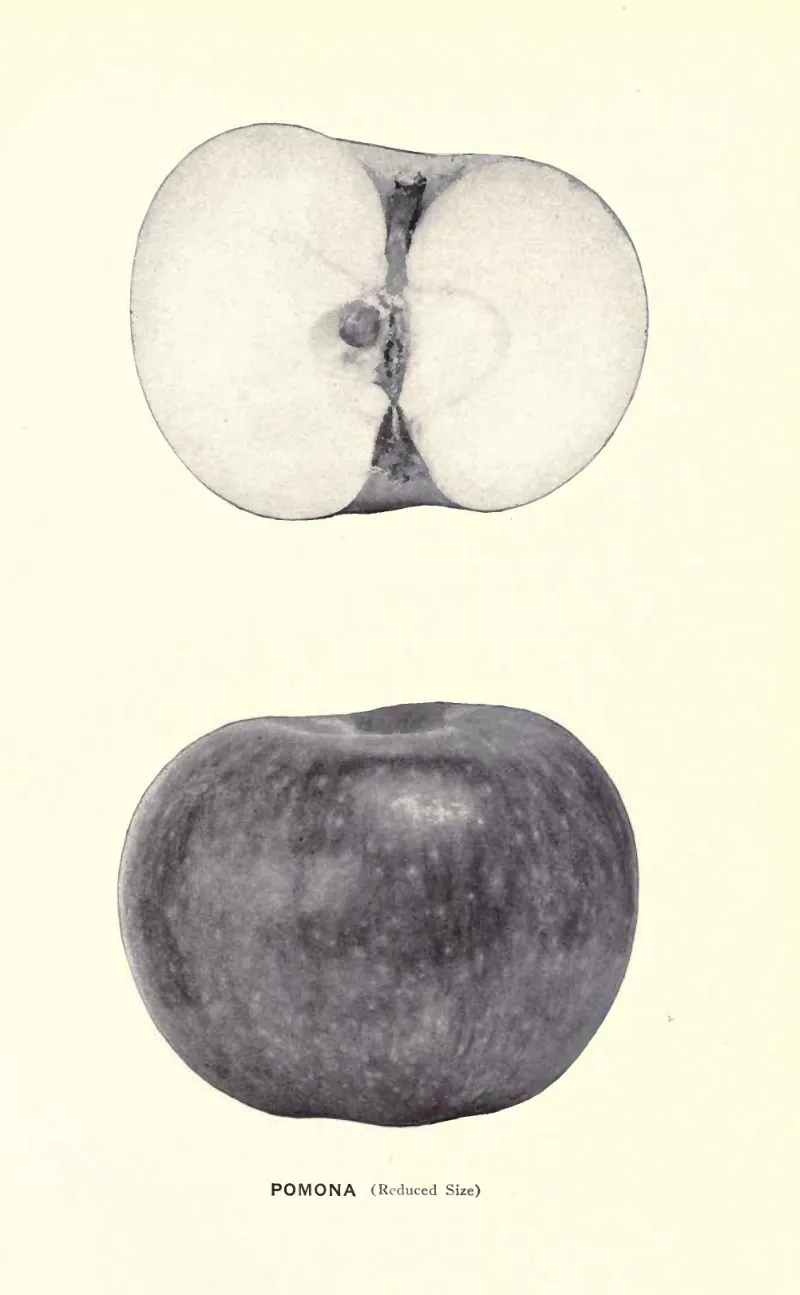 Illustration from Beach, The Apples of New York Vol. 2 (1905)