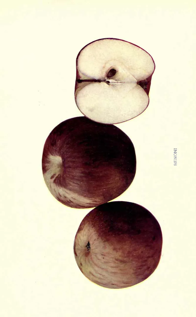 Illustration from Beach, The Apples of New York Vol. 2 (1905)