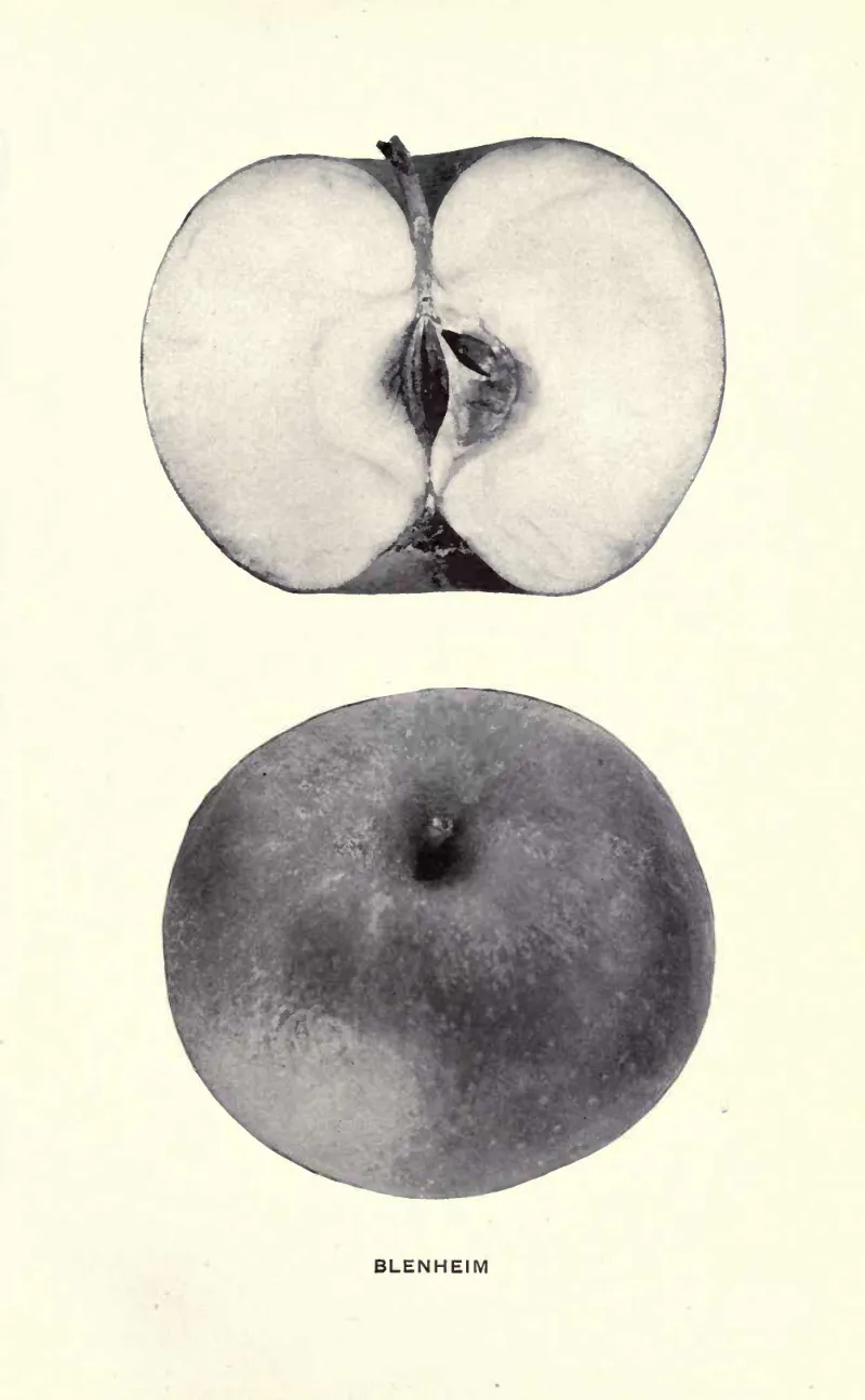 Illustration from Beach, The Apples of New York Vol. 2 (1905)