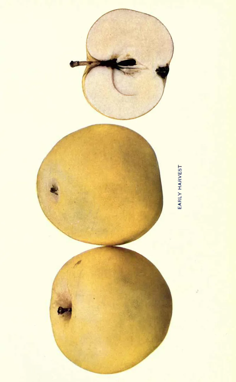 Illustration from Beach, The Apples of New York Vol. 2 (1905)