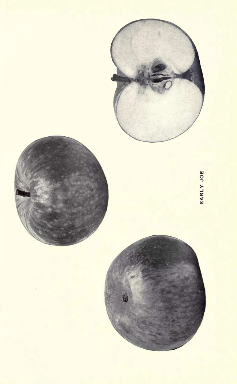 Illustration from Beach, The Apples of New York Vol. 2 (1905)