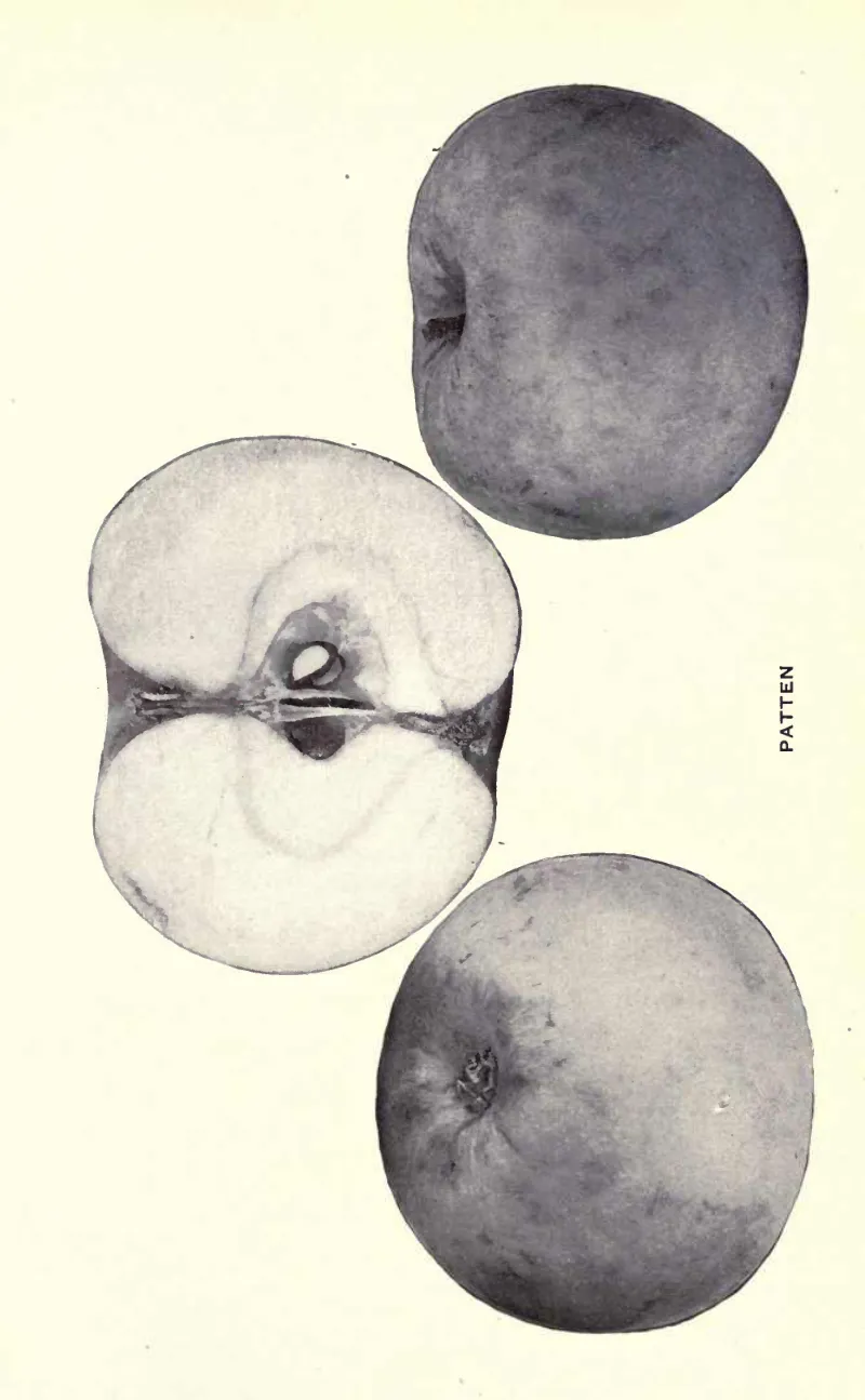 Illustration from Beach, The Apples of New York Vol. 2 (1905)
