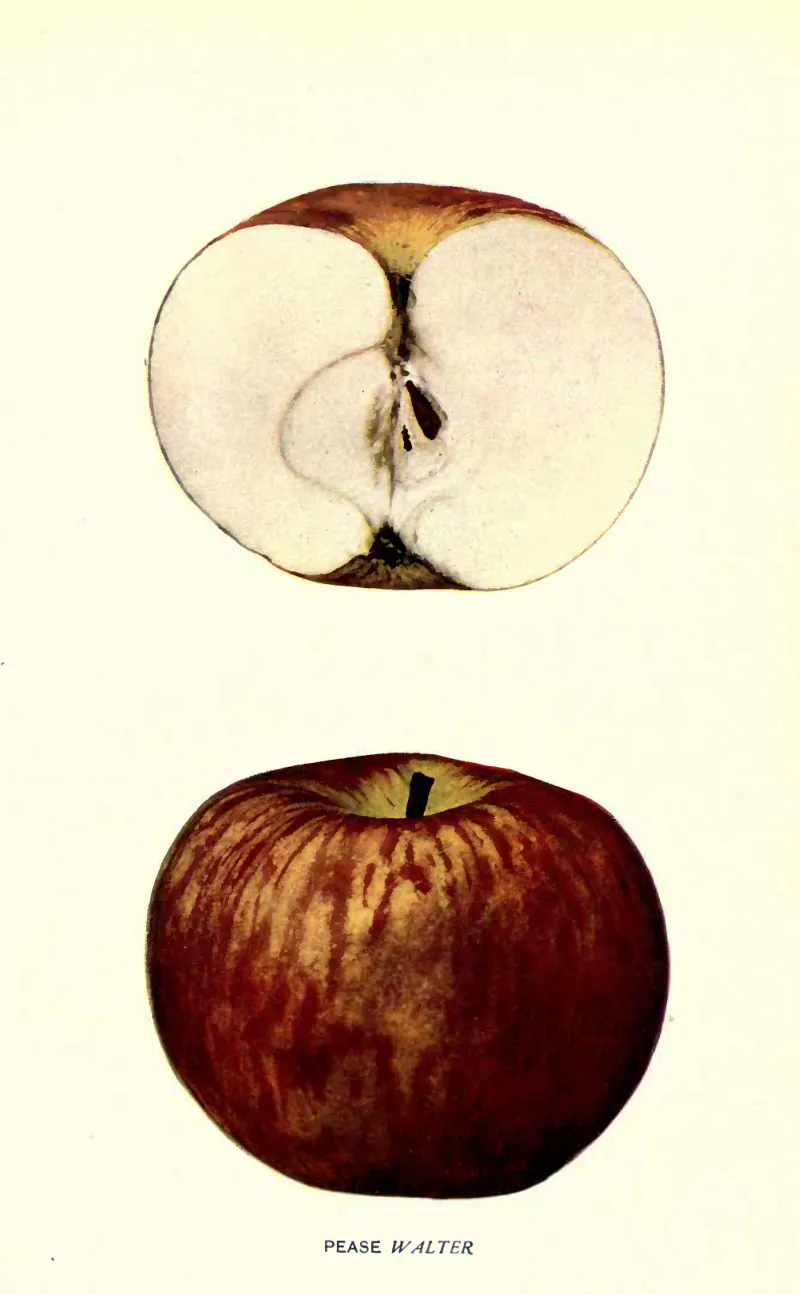 Illustration of Pease Walter