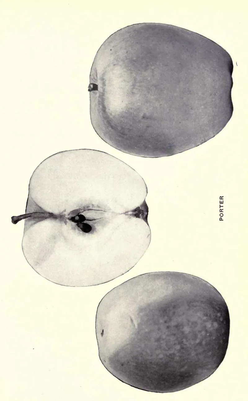 Illustration from Beach, The Apples of New York Vol. 2 (1905)