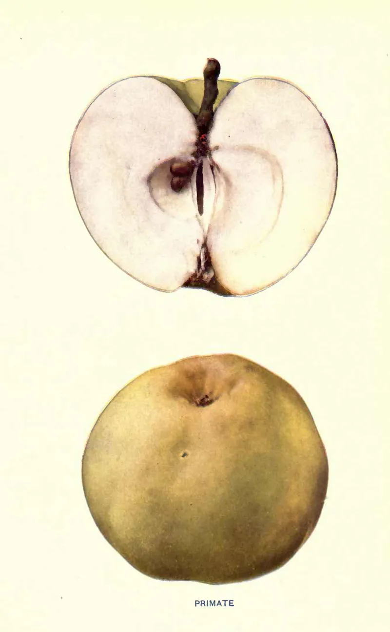 Illustration from Beach, The Apples of New York Vol. 2 (1905)