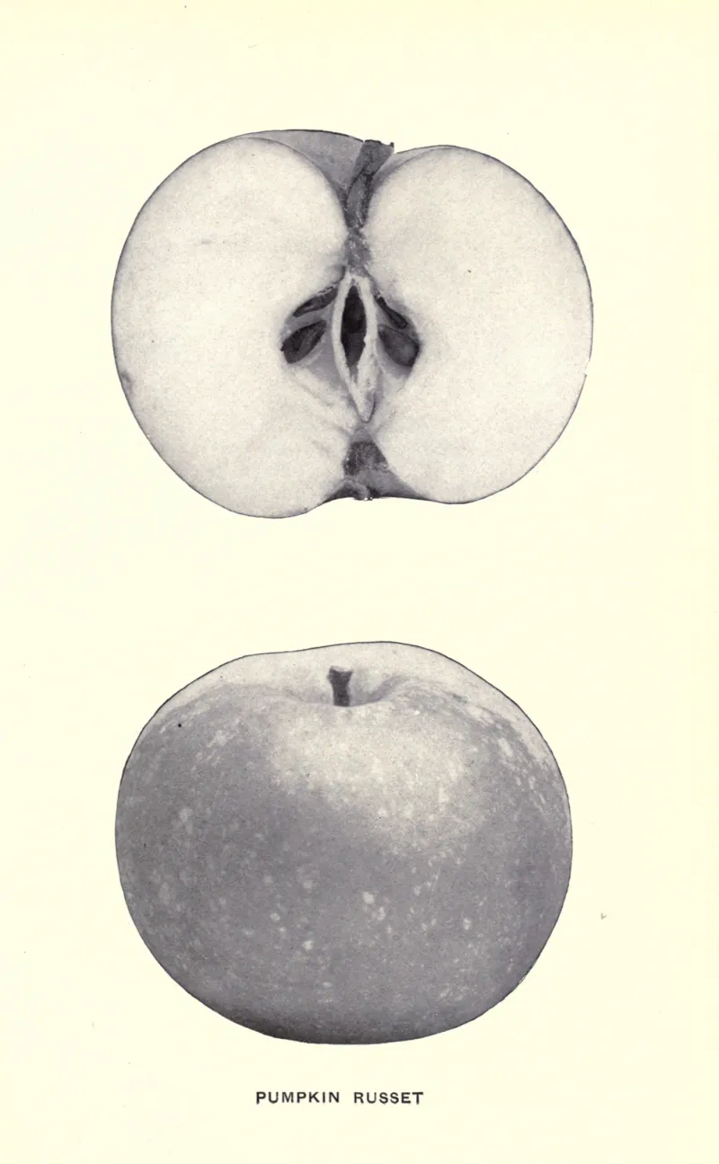 Illustration of Pumpkin Russet