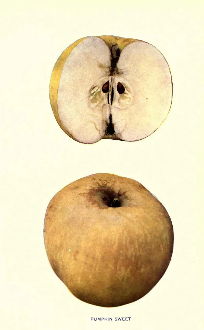 Illustration from Beach, The Apples of New York Vol. 2 (1905)