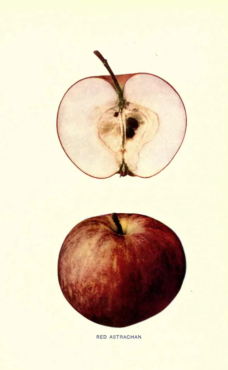 Illustration from Beach, The Apples of New York Vol. 2 (1905)