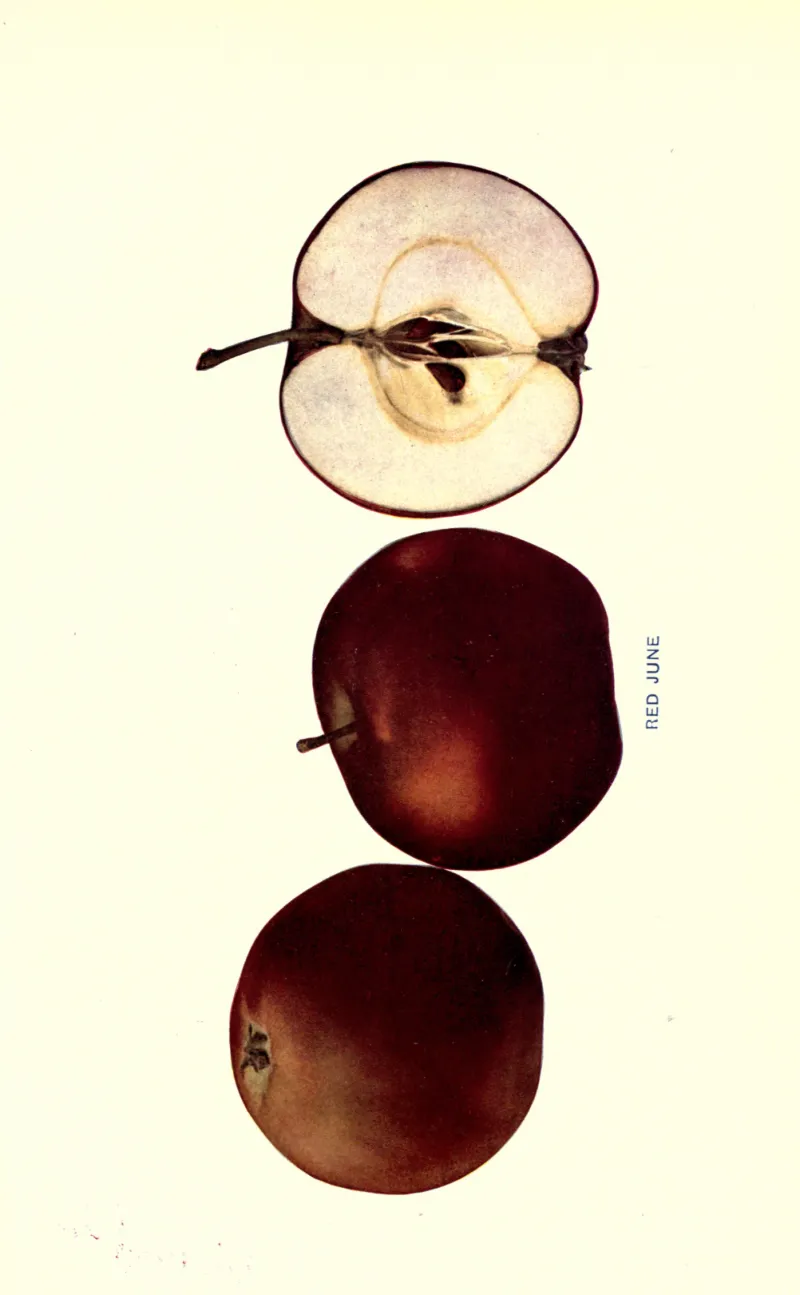 Illustration from Beach, The Apples of New York Vol. 2 (1905)
