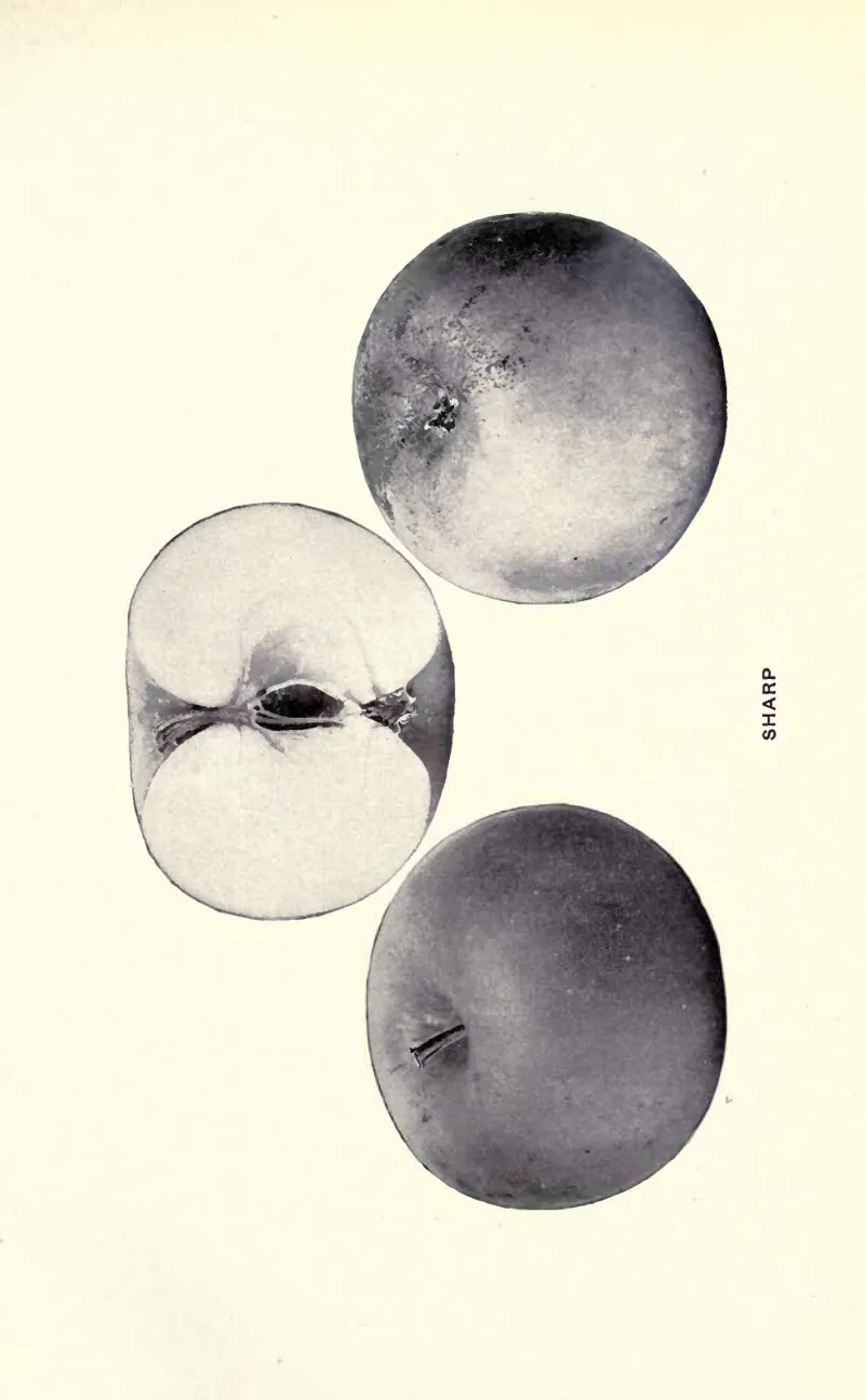 Illustration from Beach, The Apples of New York Vol. 2 (1905)