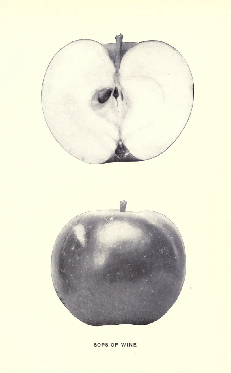 Illustration from Beach, The Apples of New York Vol. 2 (1905)