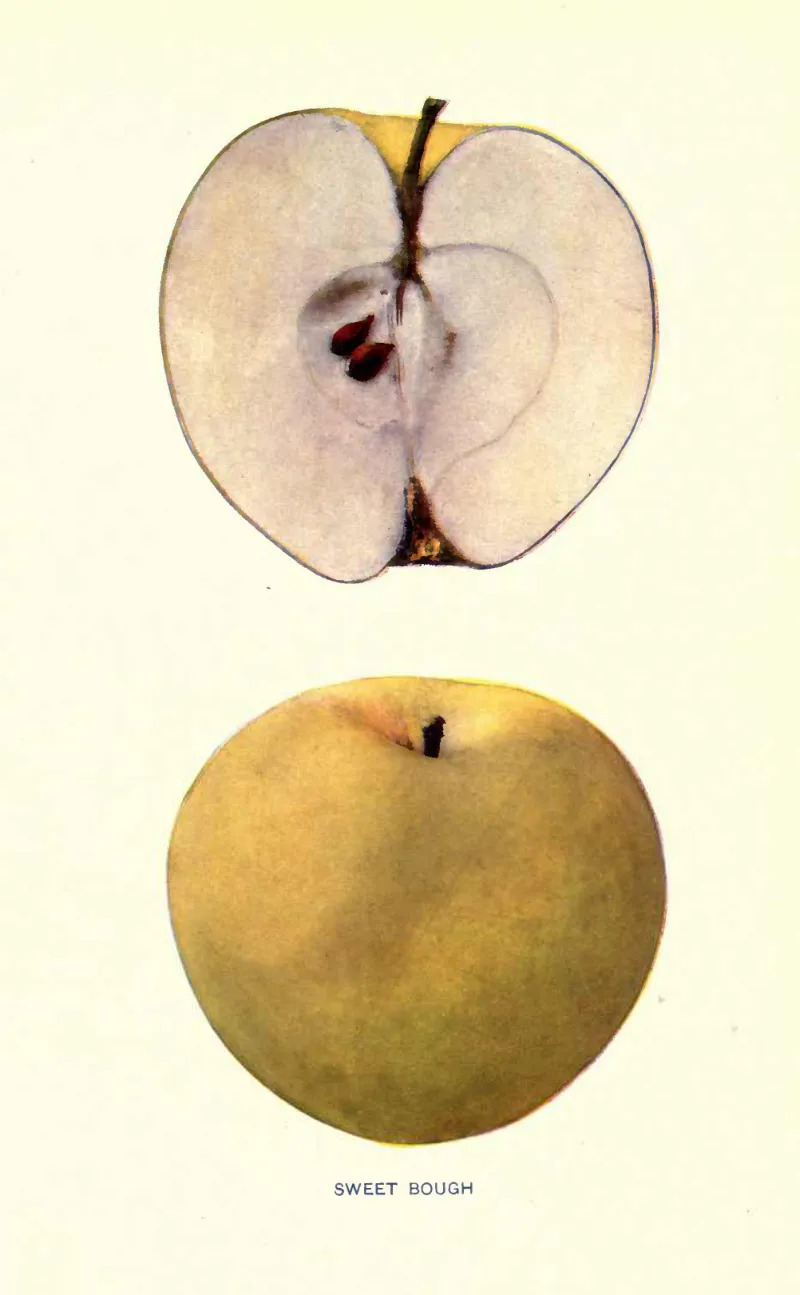 Illustration from Beach, The Apples of New York Vol. 2 (1905)