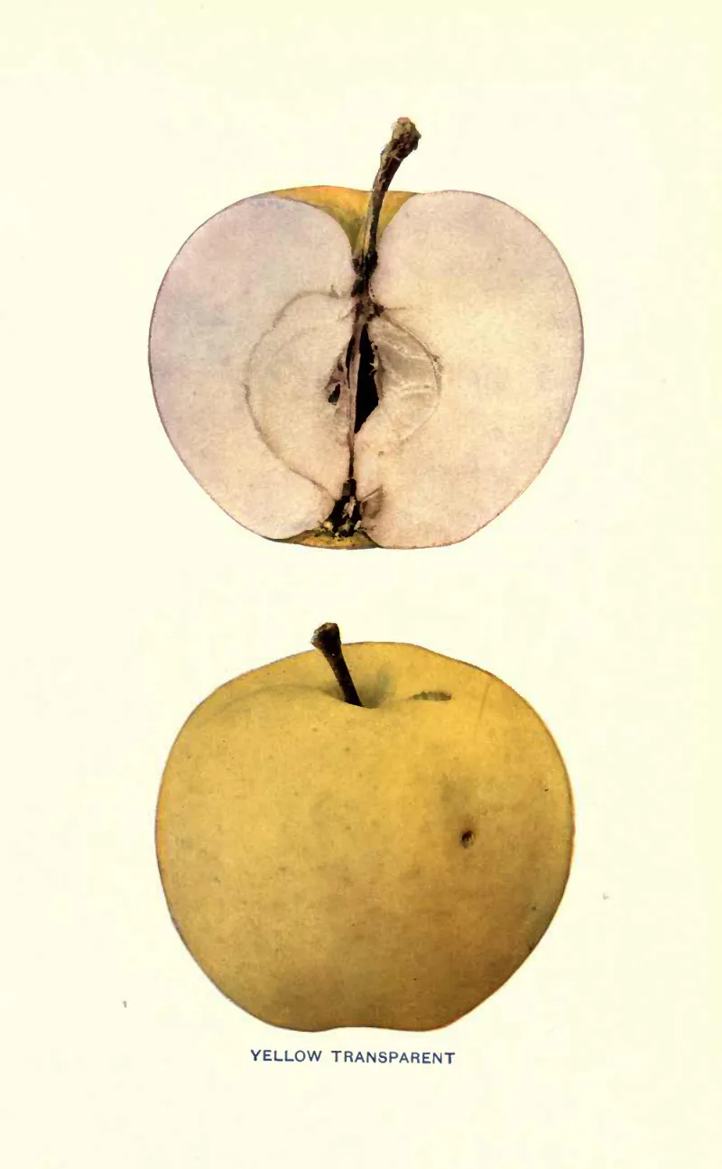 Illustration from Beach, The Apples of New York Vol. 2 (1905)