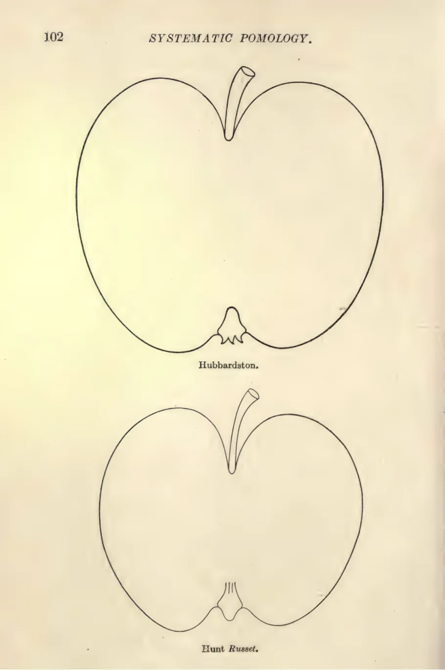 Illustration of Hunt Russet
