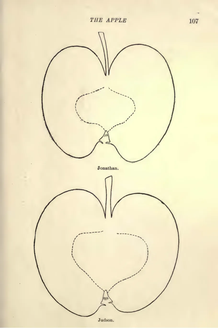 Illustration from Budd & Hansen, Systematic Pomology (1914)