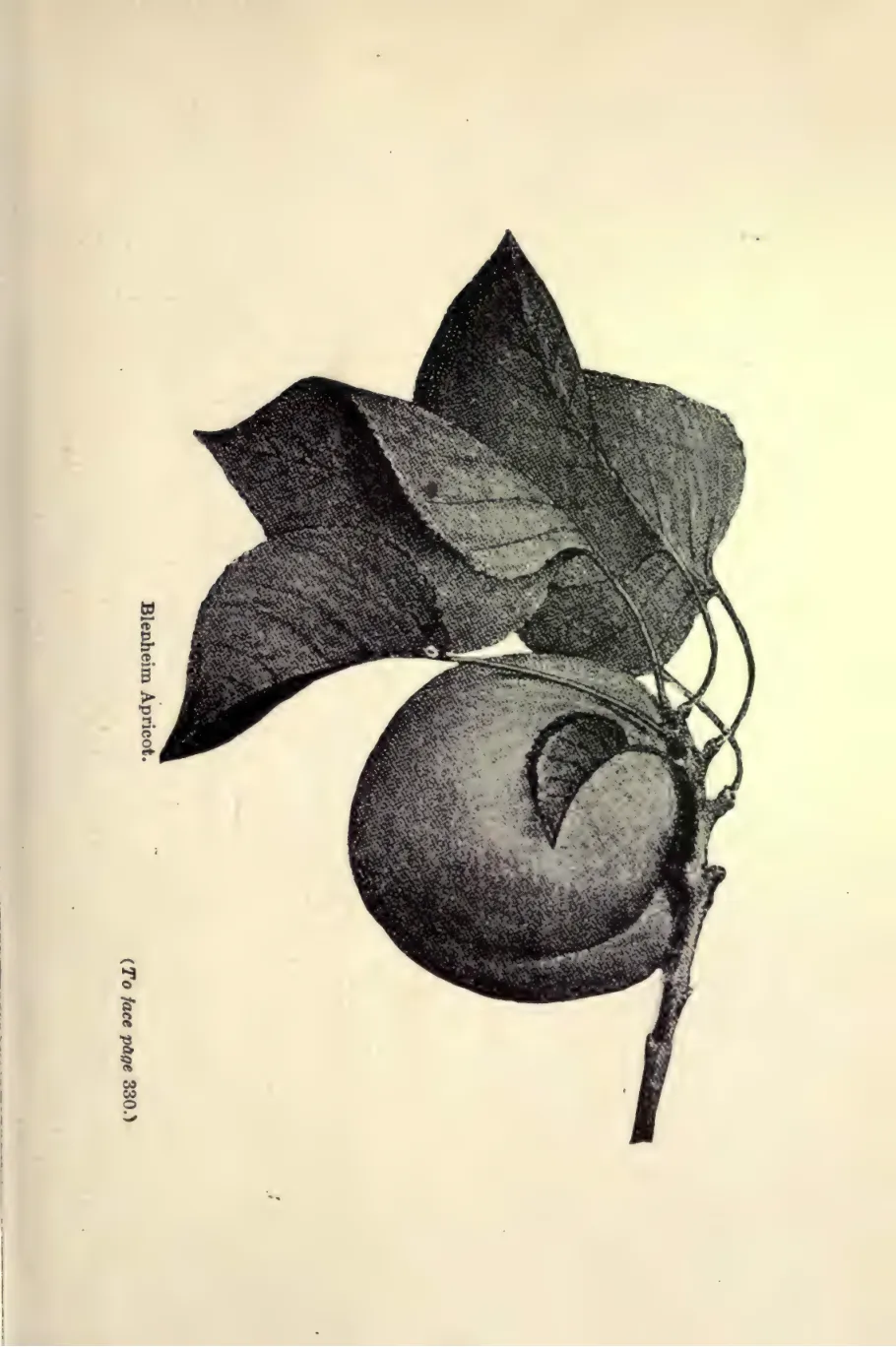 Illustration from Budd & Hansen, Systematic Pomology (1914)