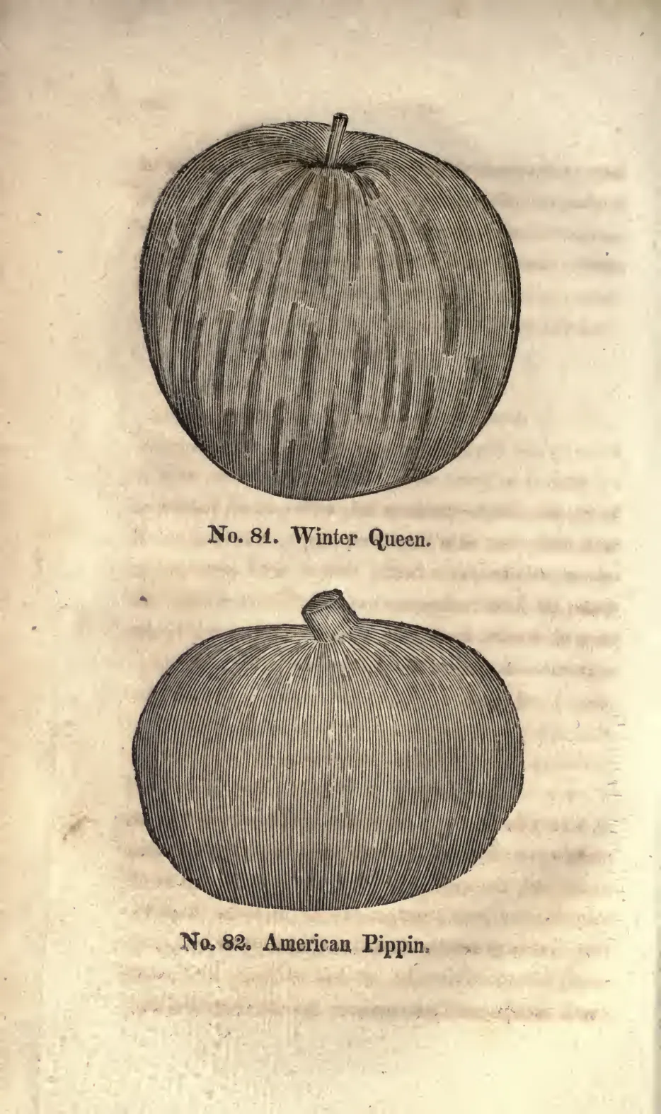 Illustration from Coxe, A View of the Cultivation of Fruit Trees (1817)