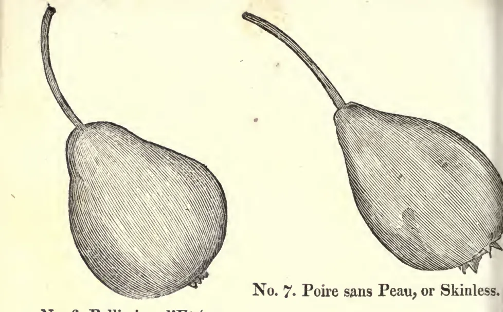 Illustration from Coxe, A View of the Cultivation of Fruit Trees (1817)
