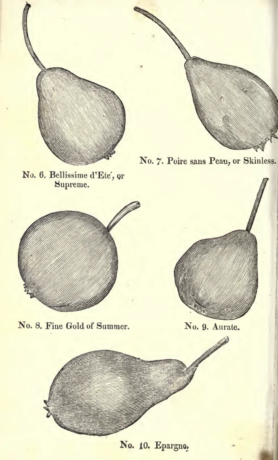 Illustration of Aurate