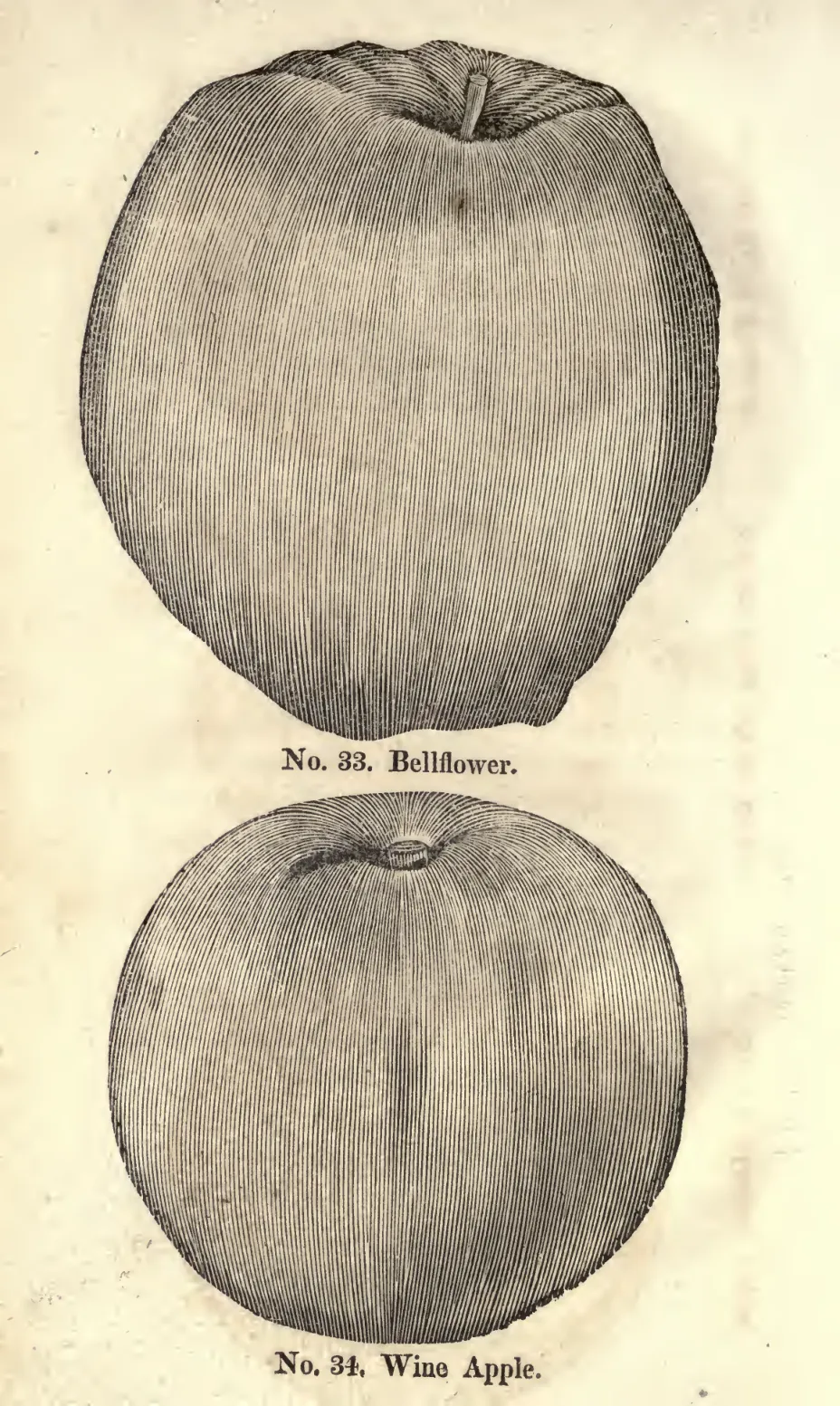 Illustration of Bellflower Of Brent