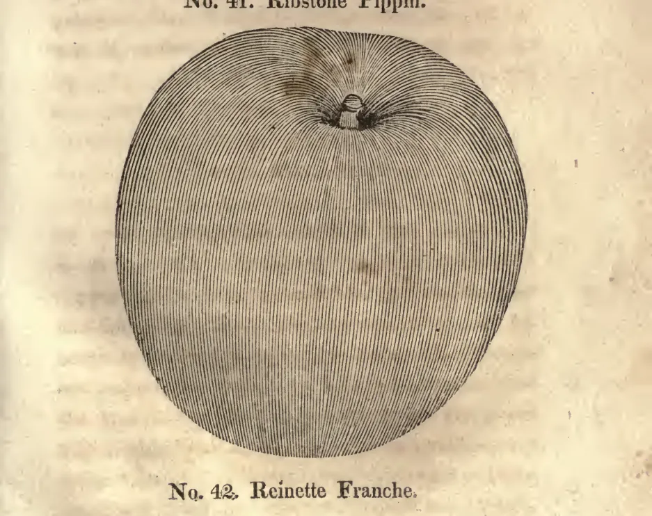 Illustration of Bischoff's Reinette
