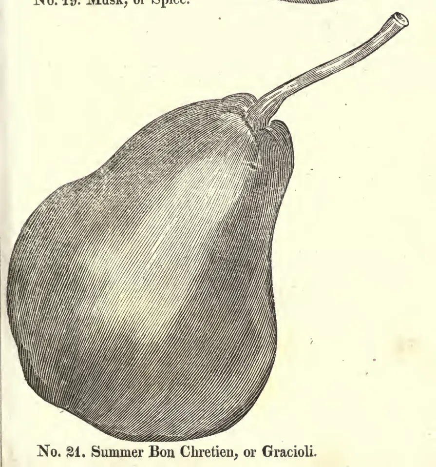 Illustration of Bon-Chrétien d'été