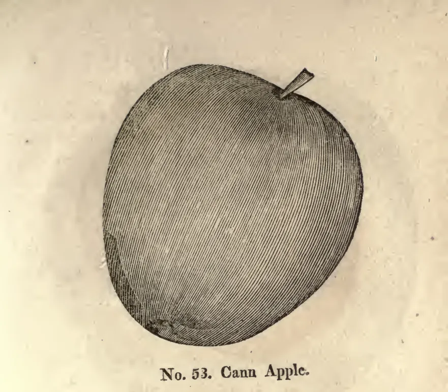 Illustration of Cann Apple