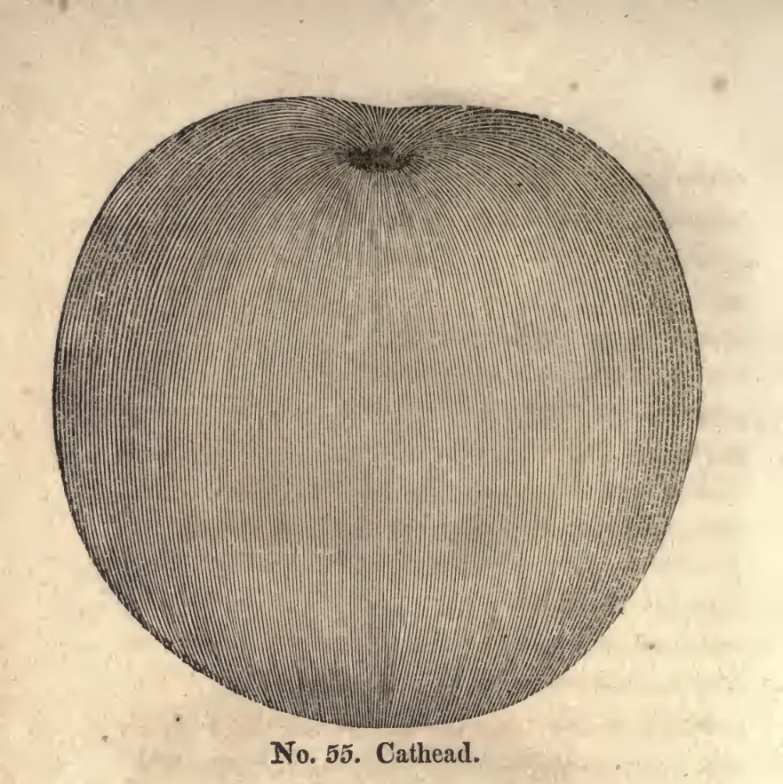 Illustration from Coxe, A View of the Cultivation of Fruit Trees (1817)