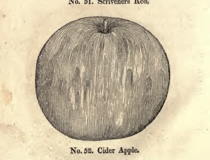 Illustration of Cider Apple