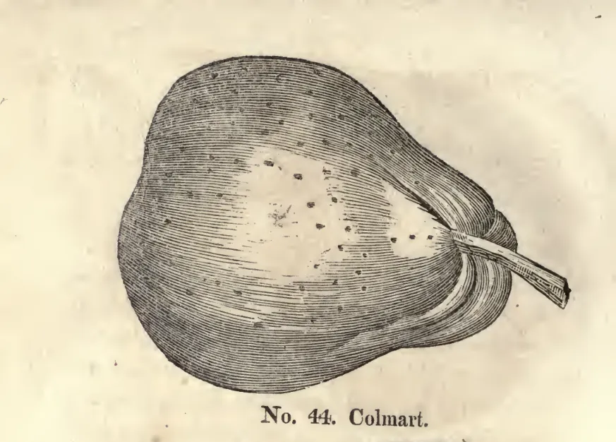 Illustration of Commodore