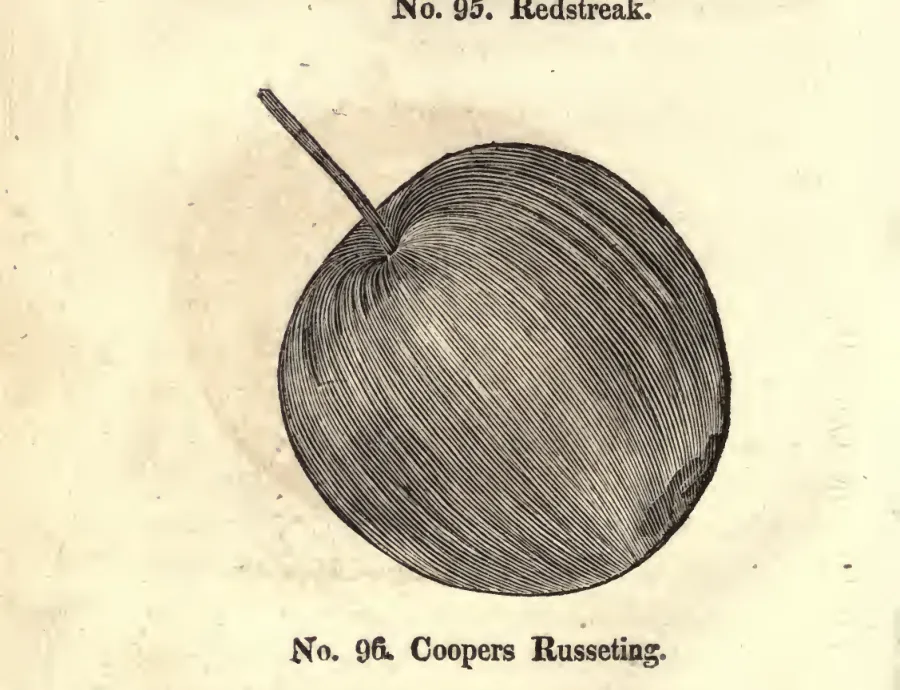 Illustration from Coxe, A View of the Cultivation of Fruit Trees (1817)