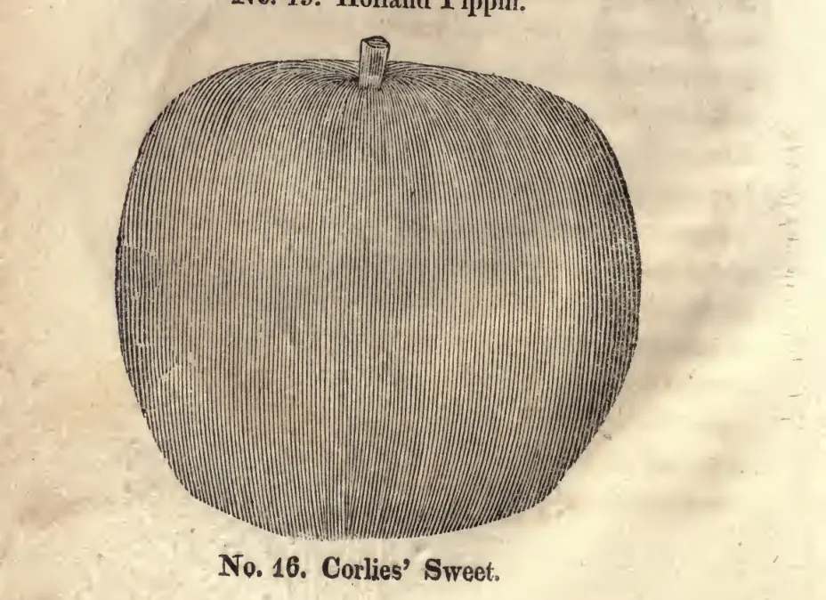 Illustration of Corlies Sweet