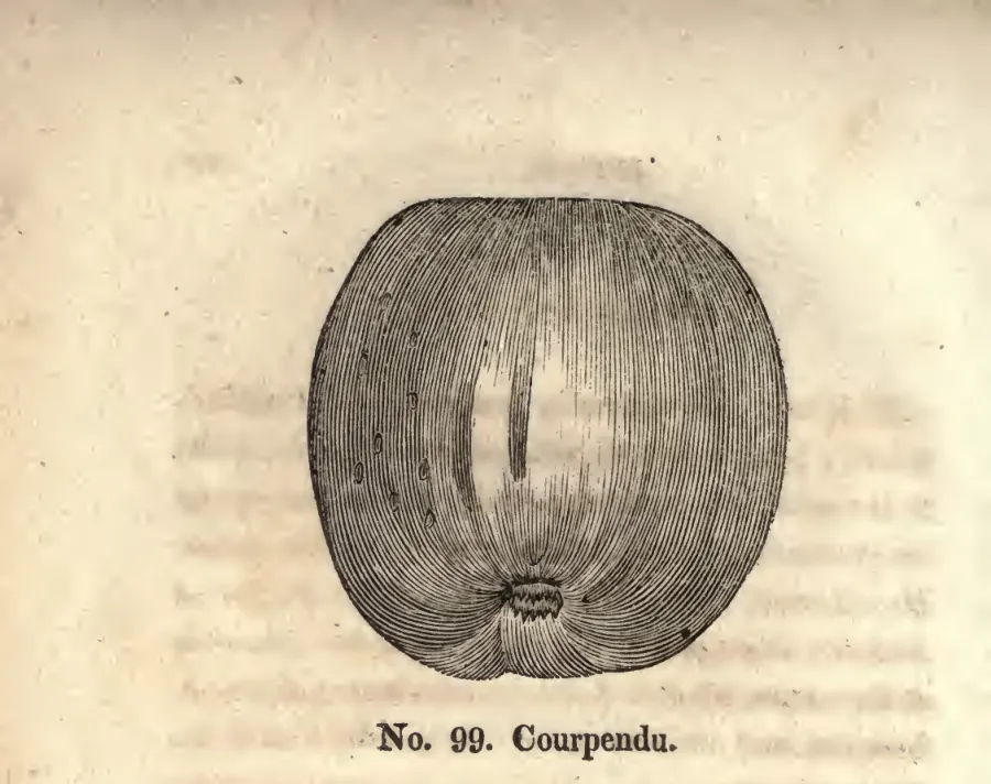Illustration from Coxe, A View of the Cultivation of Fruit Trees (1817)