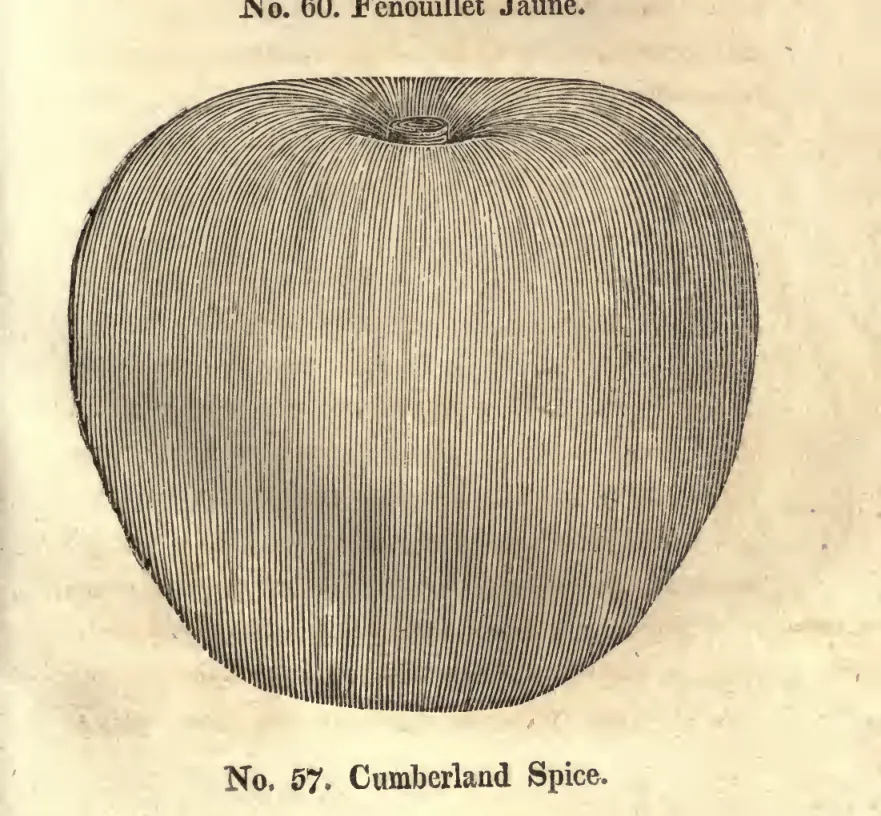 Illustration from Coxe, A View of the Cultivation of Fruit Trees (1817)