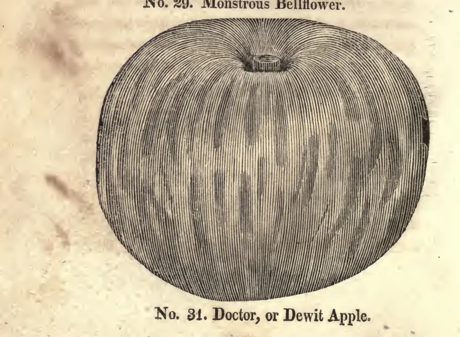 Illustration from Coxe, A View of the Cultivation of Fruit Trees (1817)
